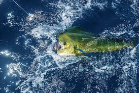 Fishing from a Slow Boat