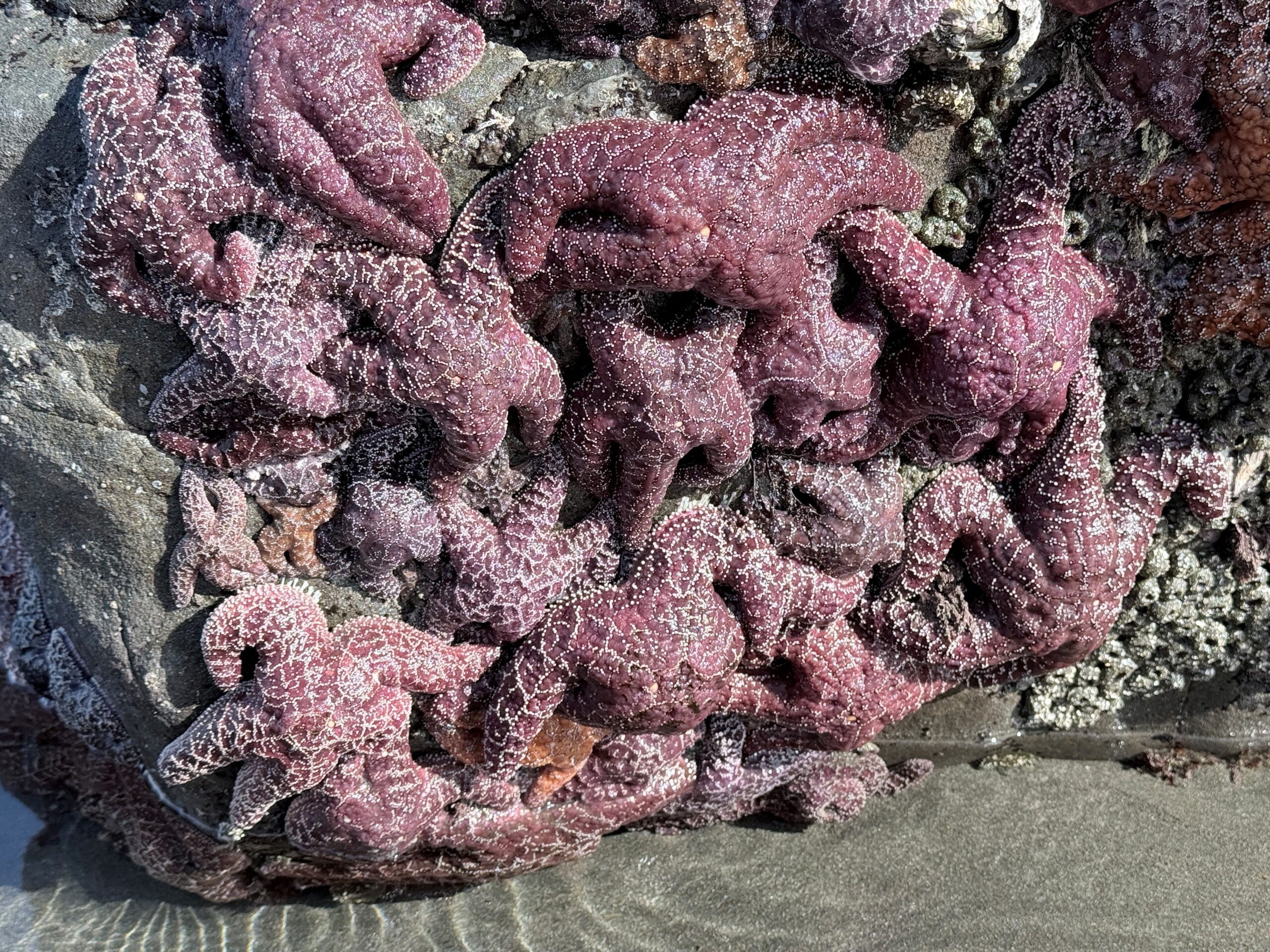 Marine Biology for Cruisers